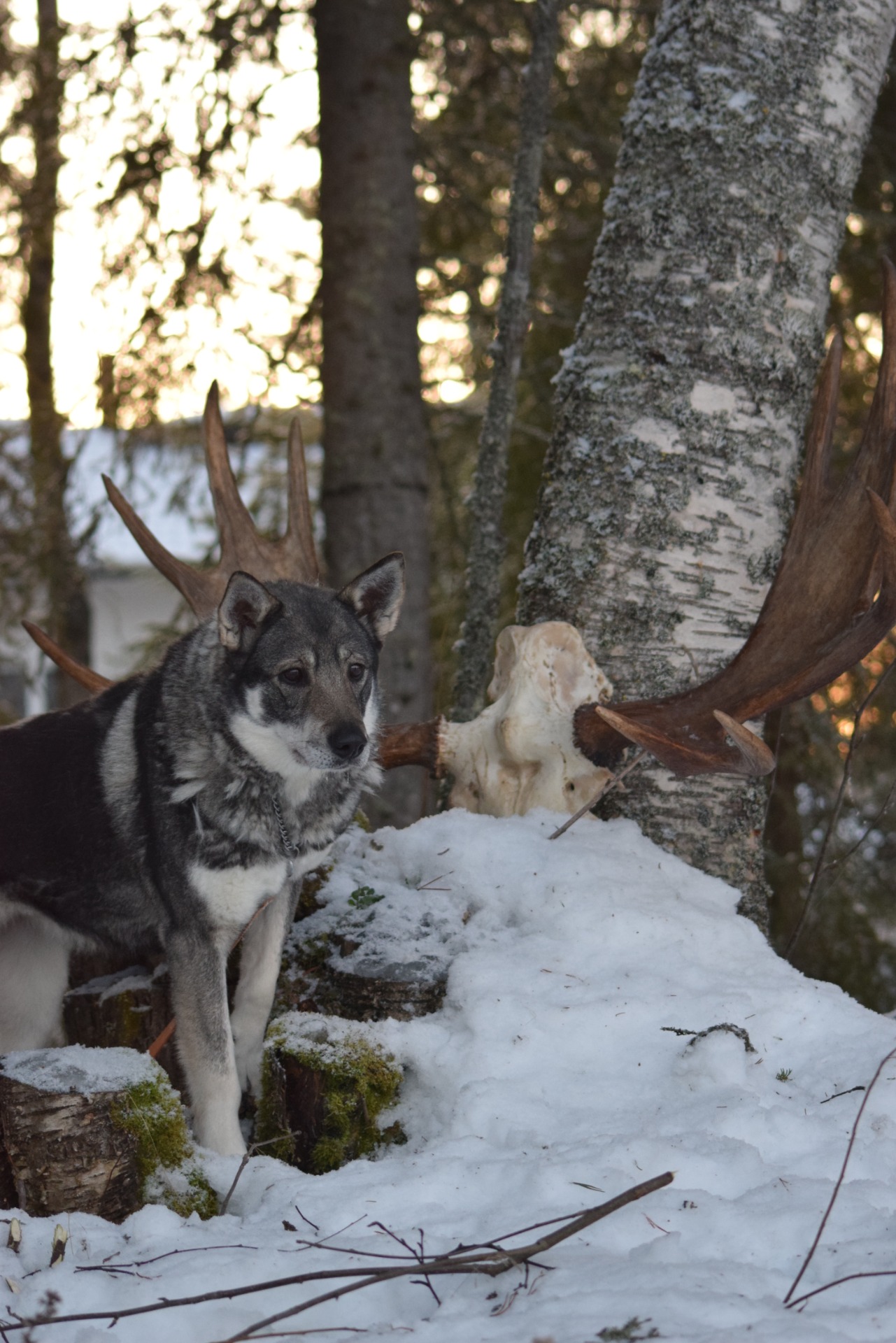 In memorian.            Batucanin Venividivic "Weera", Jämtlanninpystykorva