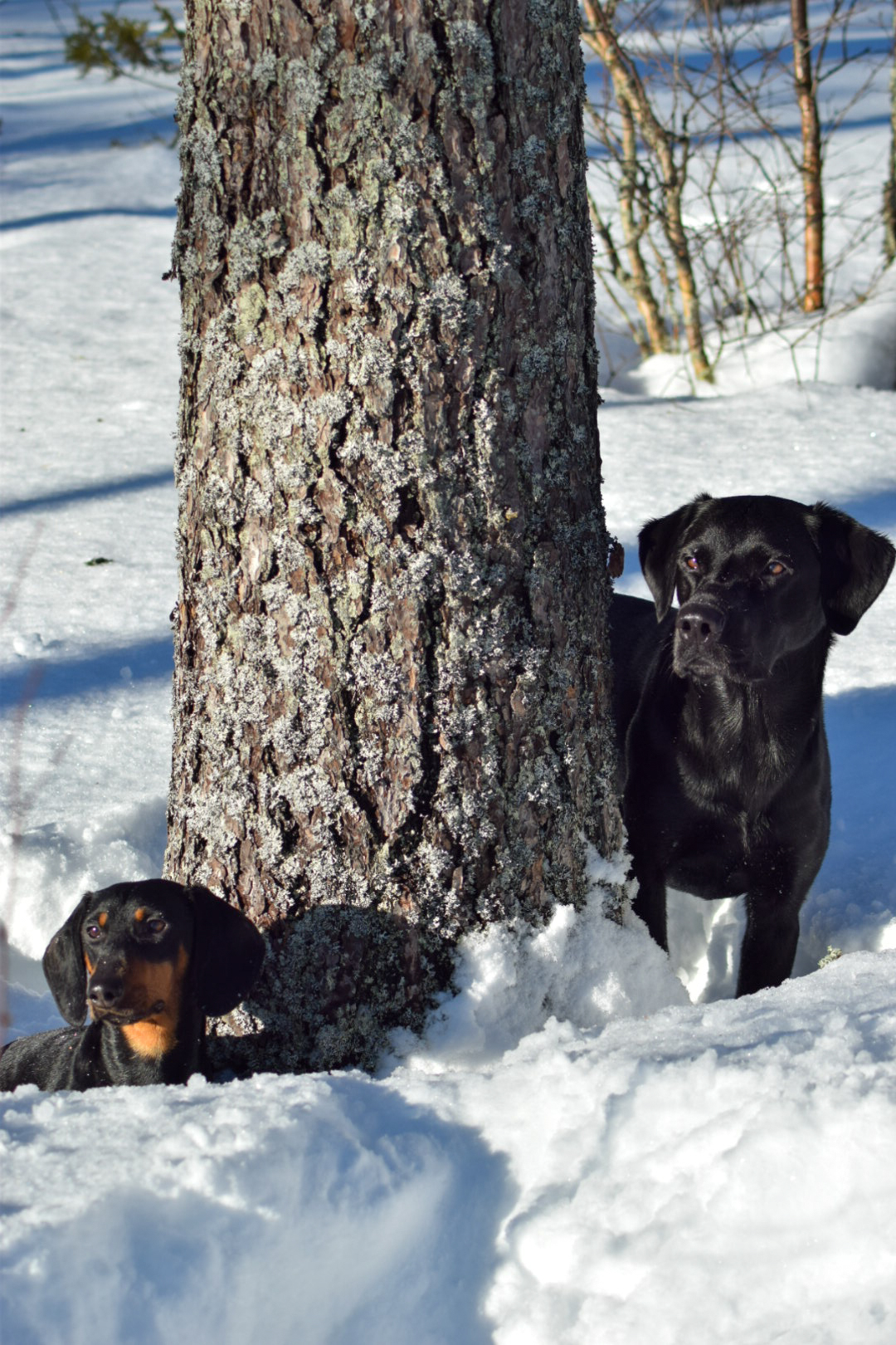 Mauri & Kalevi