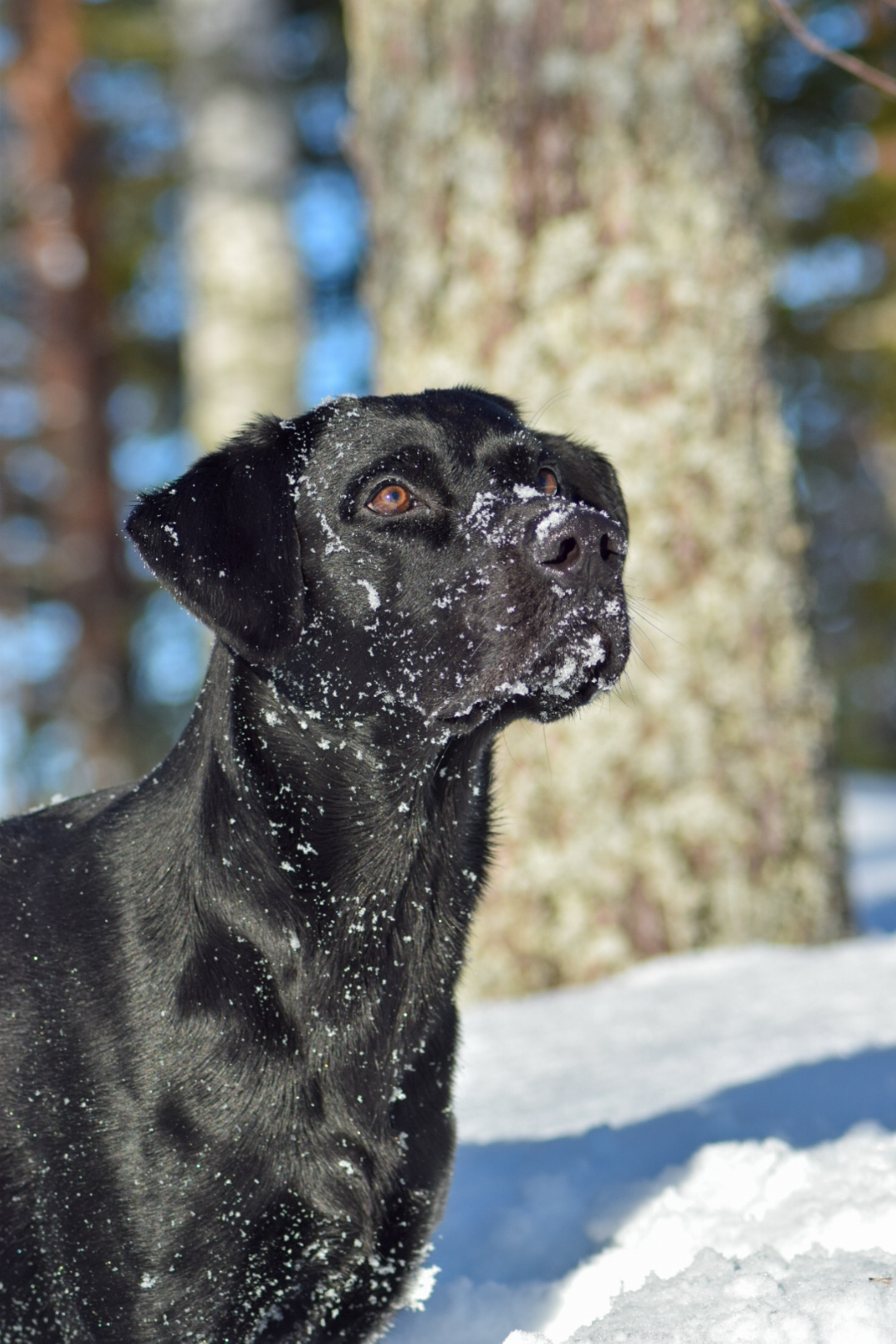 Namusillan Haisuli (Kalevi), Labradorinnoutaja